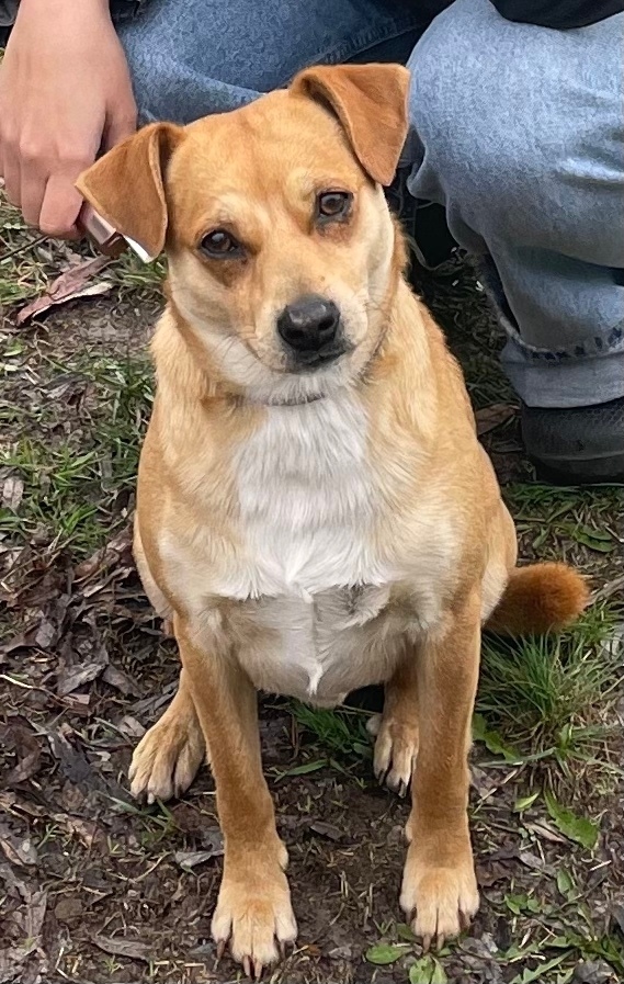 Пропала собака в Энгельсе — фото объявления