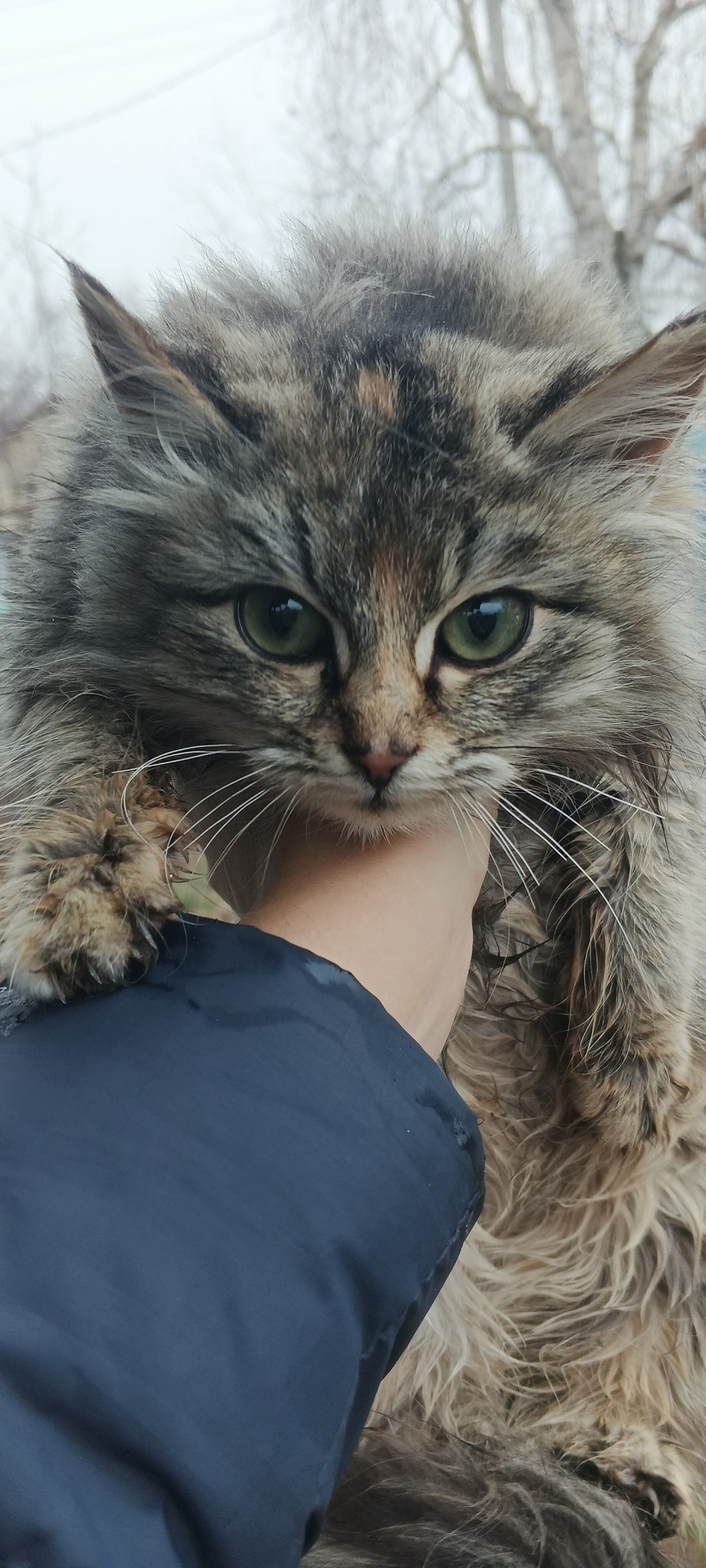 Найдена кошка в Энгельсе — фото объявления