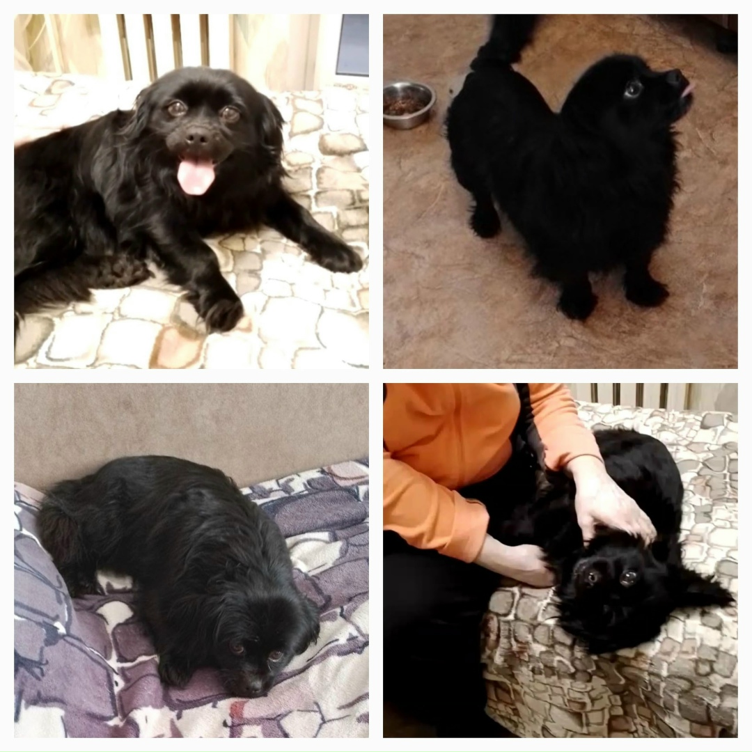 Найдена собака в Энгельсе — фото объявления