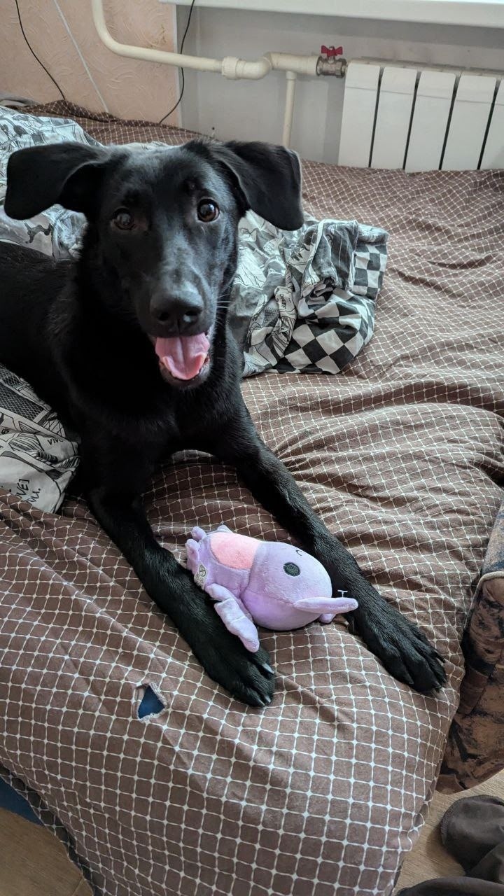 Пропала собака в Энгельсе — фото объявления