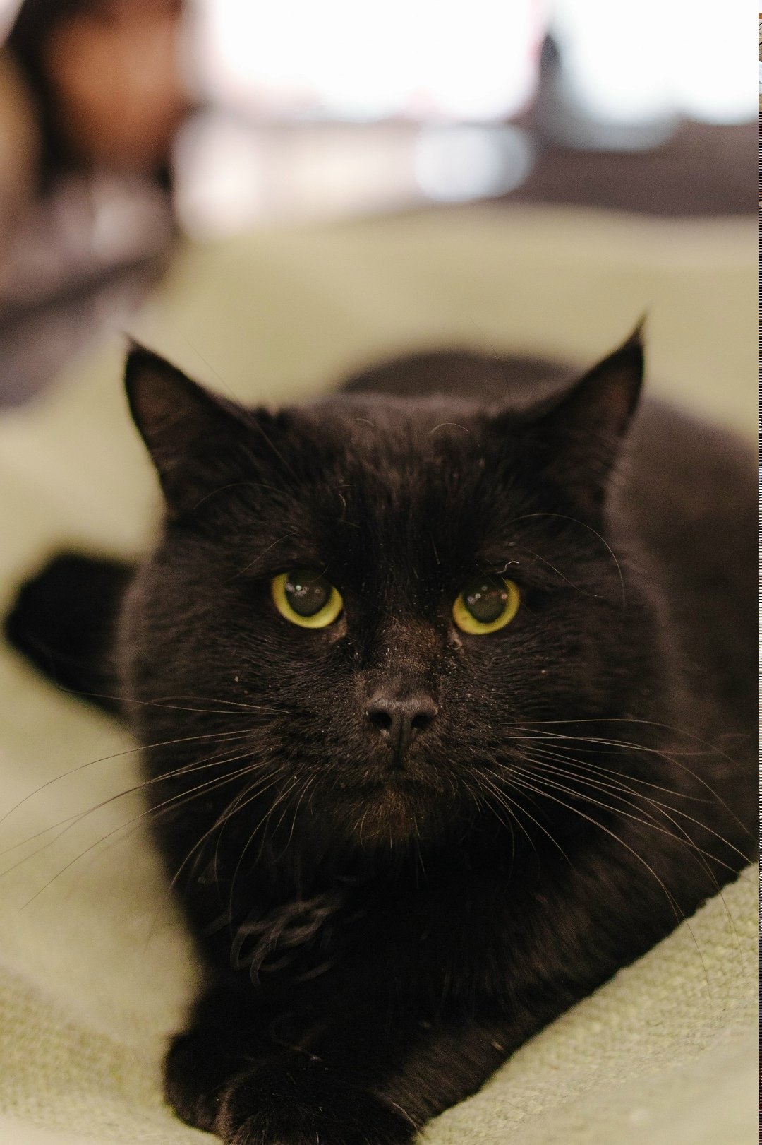 Пропала кошка в Энгельсе — фото объявления