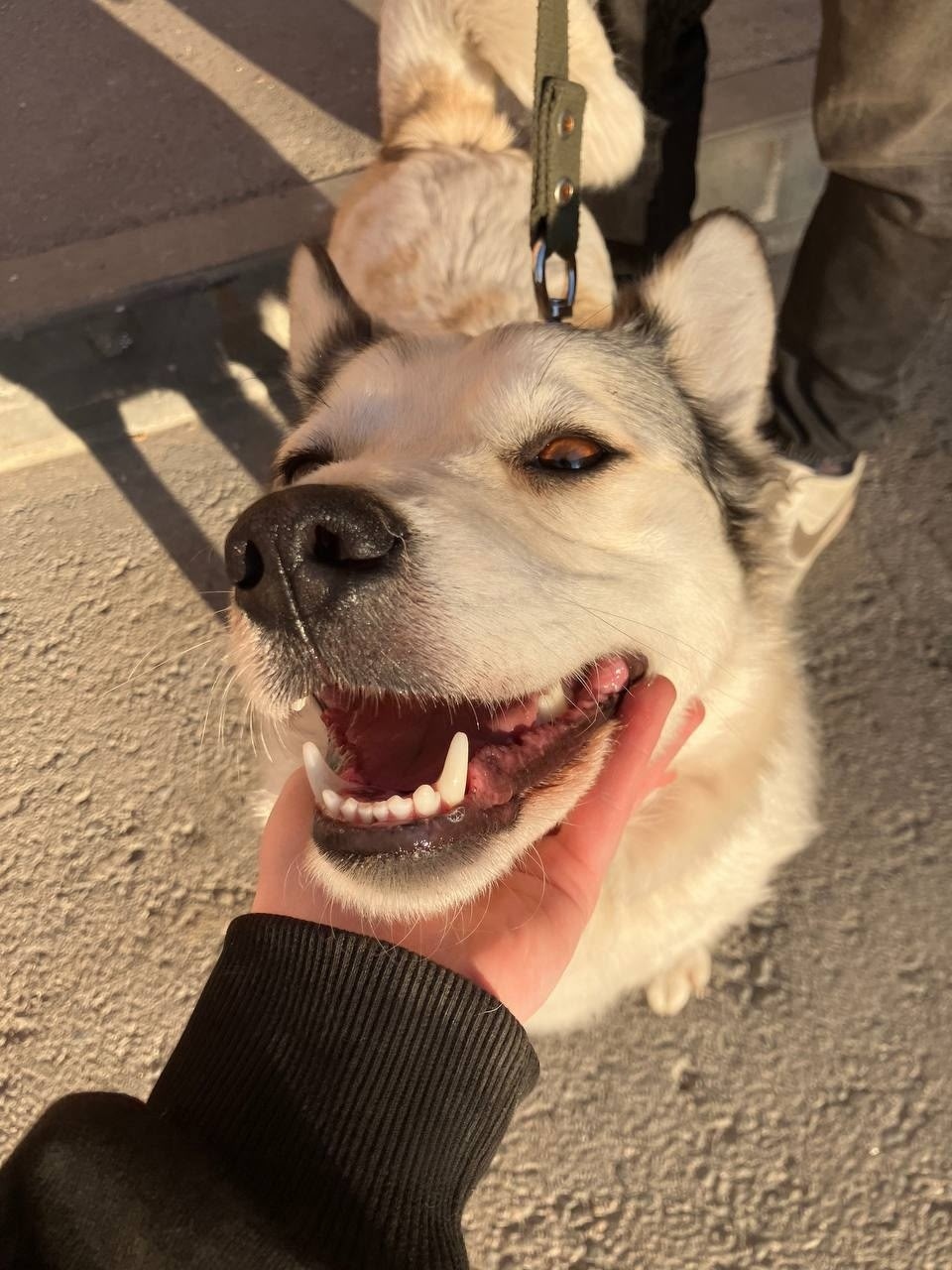 Найдена собака в Энгельсе — фото объявления