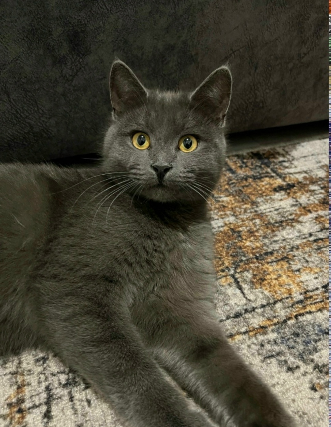 Пропала кошка в Энгельсе — фото объявления