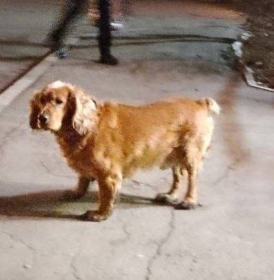 Пропала собака в Энгельсе — фото объявления