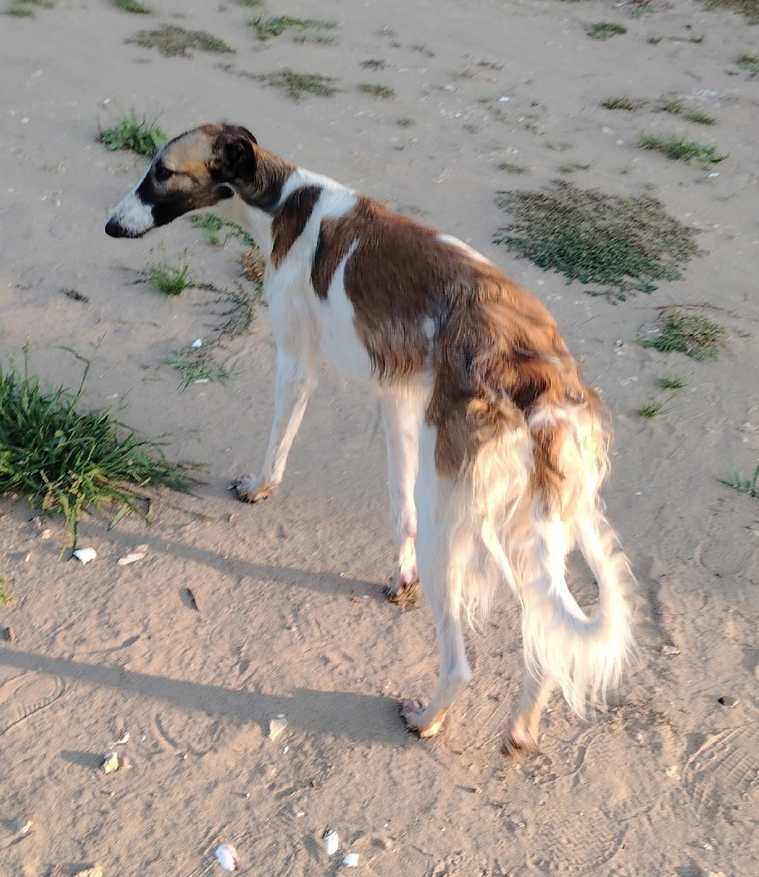 Пропала собака в Энгельсе — фото объявления
