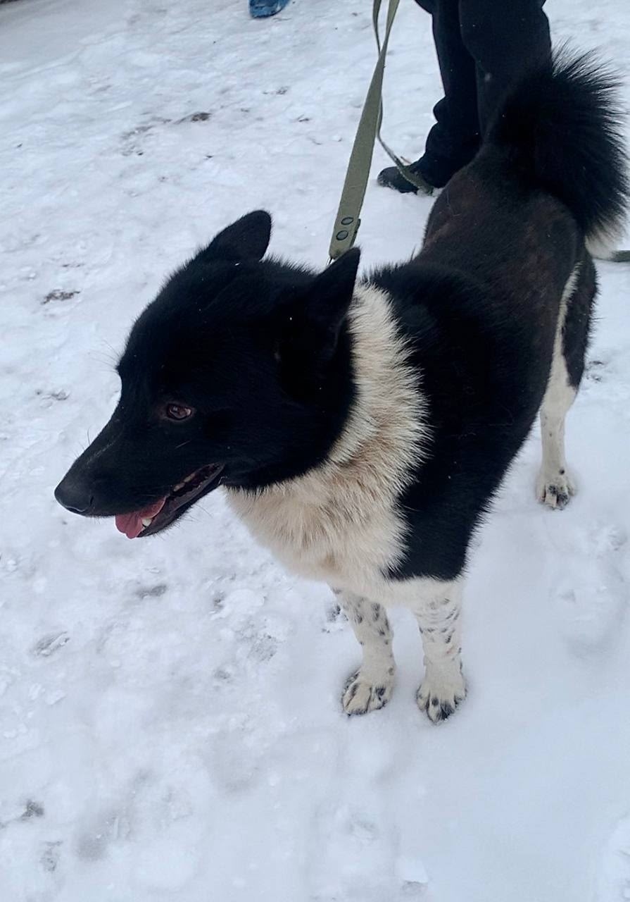 Найдена собака в Одинцове — фото объявления