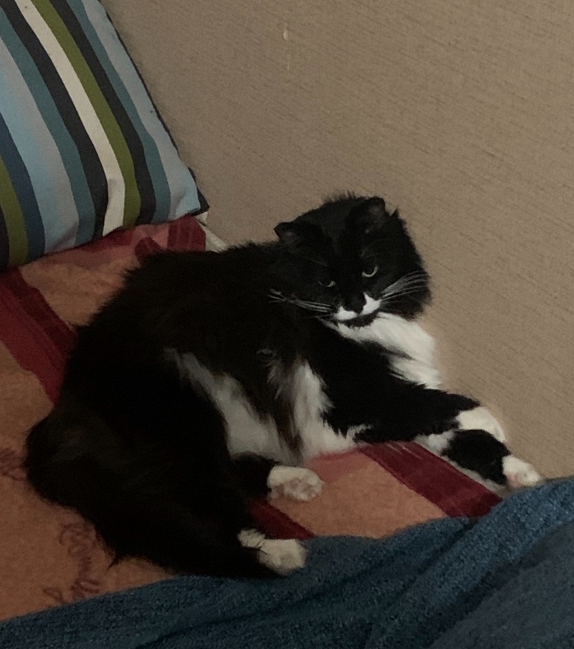 Пропала собака в Одинцове — фото объявления