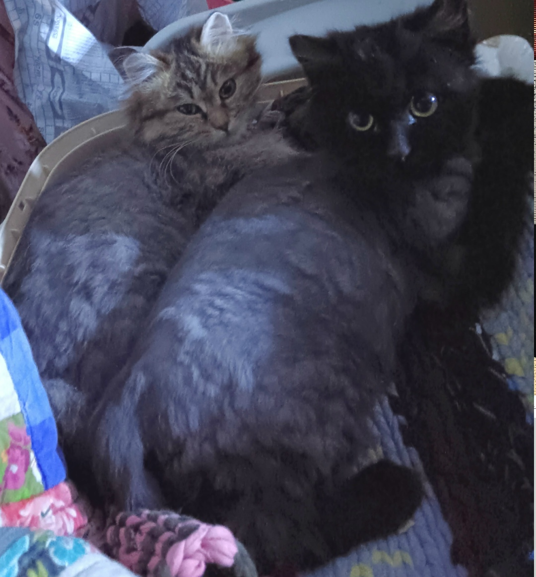 Найдена собака в Одинцове — фото объявления