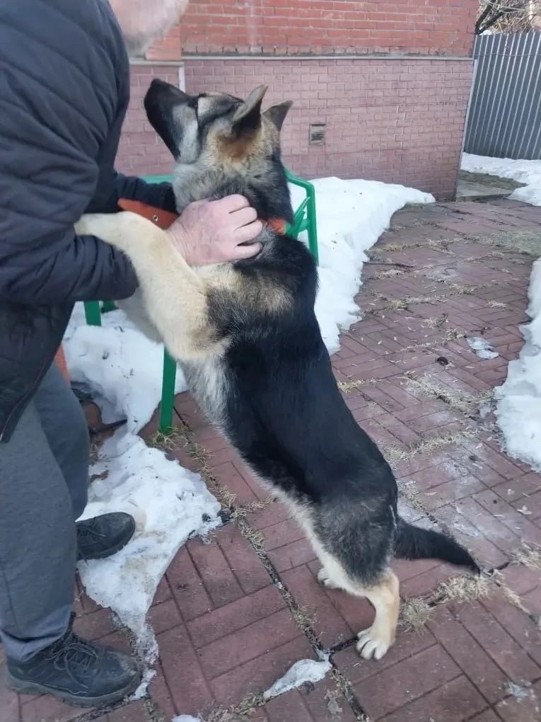 Найдена собака в Одинцове — фото объявления