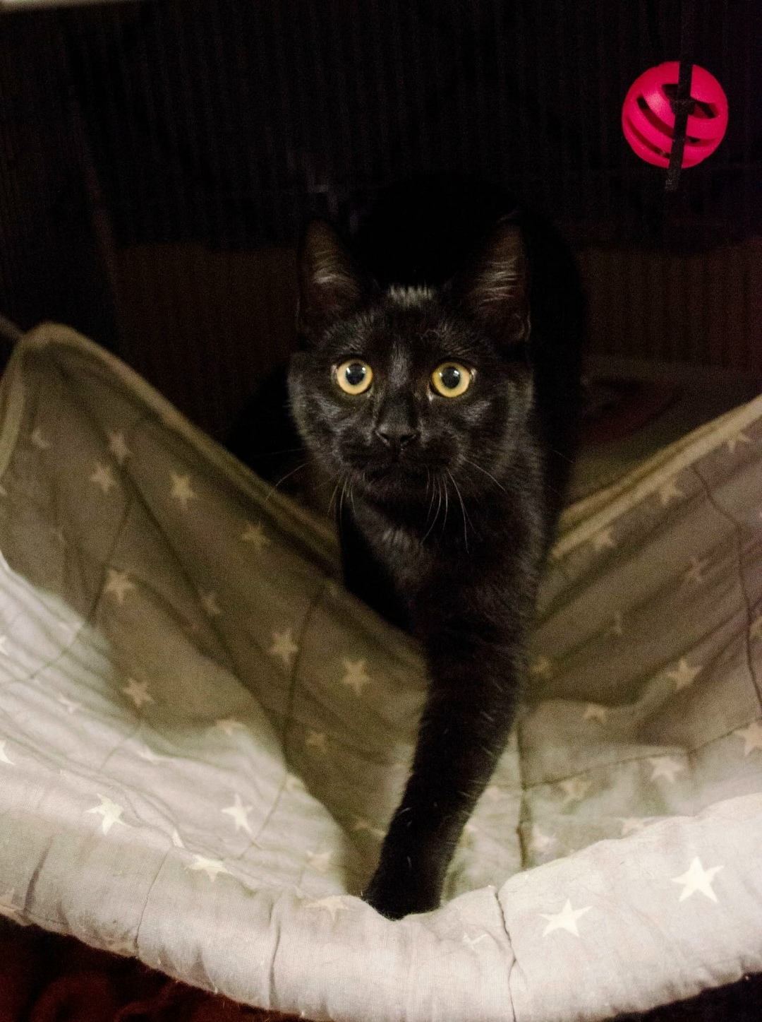 Найдена кошка в Одинцове — фото объявления