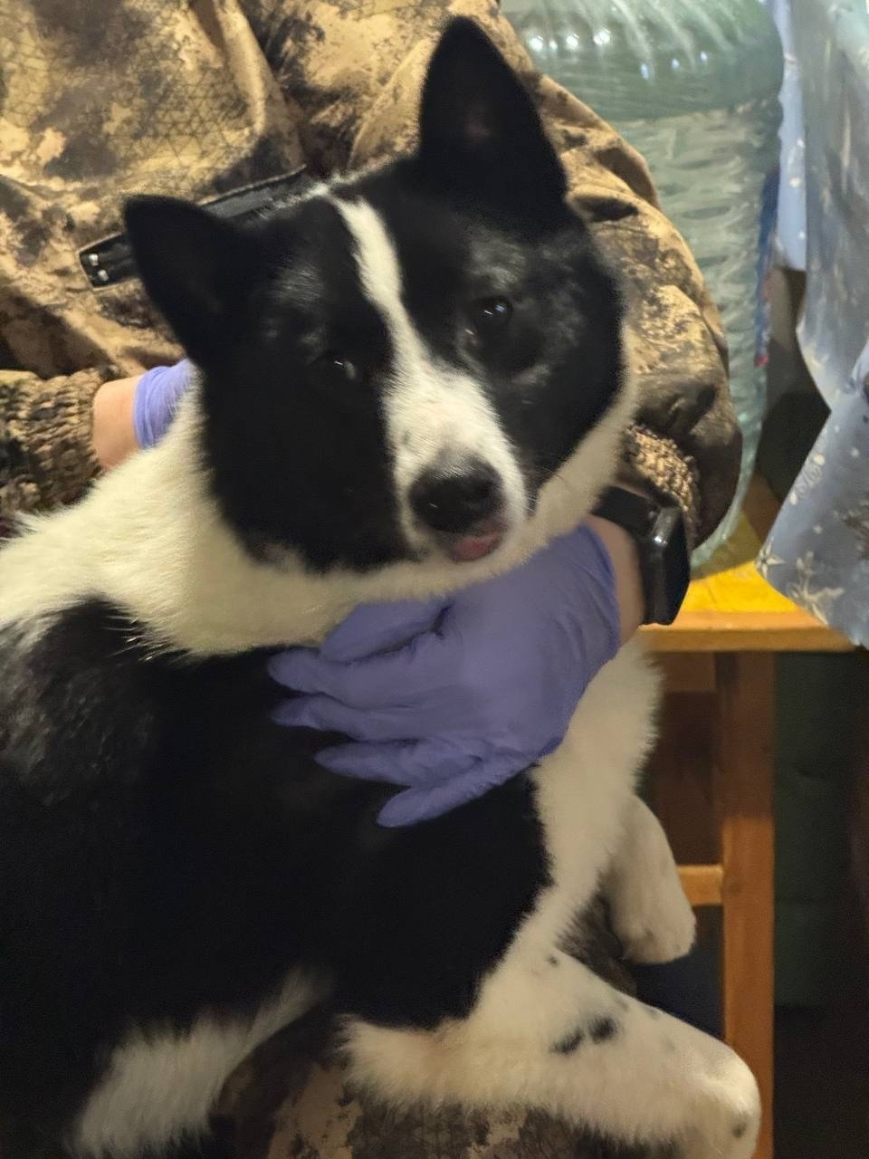 Найдена собака в Одинцове — фото объявления