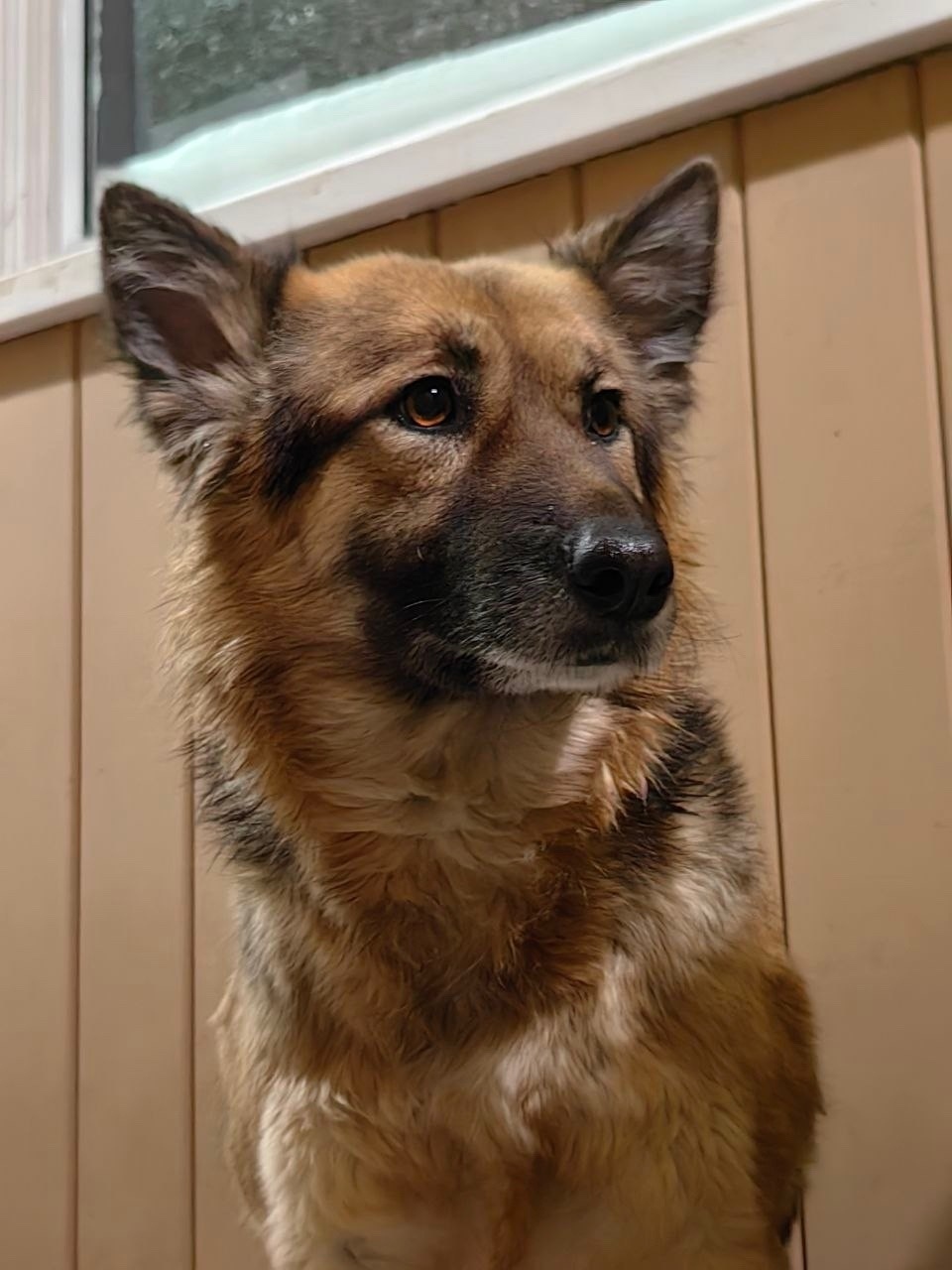 Найдена собака в Одинцове — фото объявления