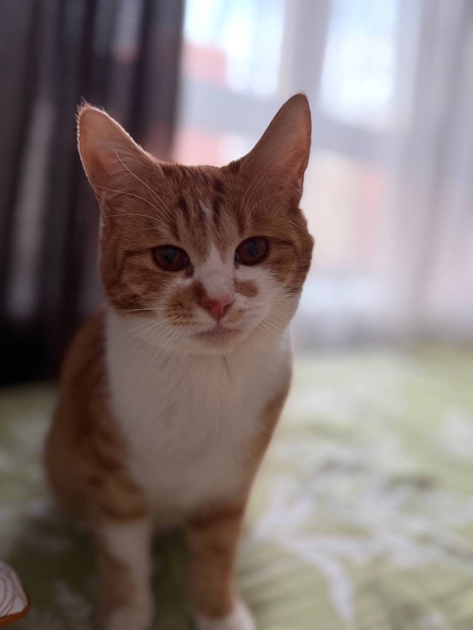 Пропала кошка в Одинцове — фото объявления