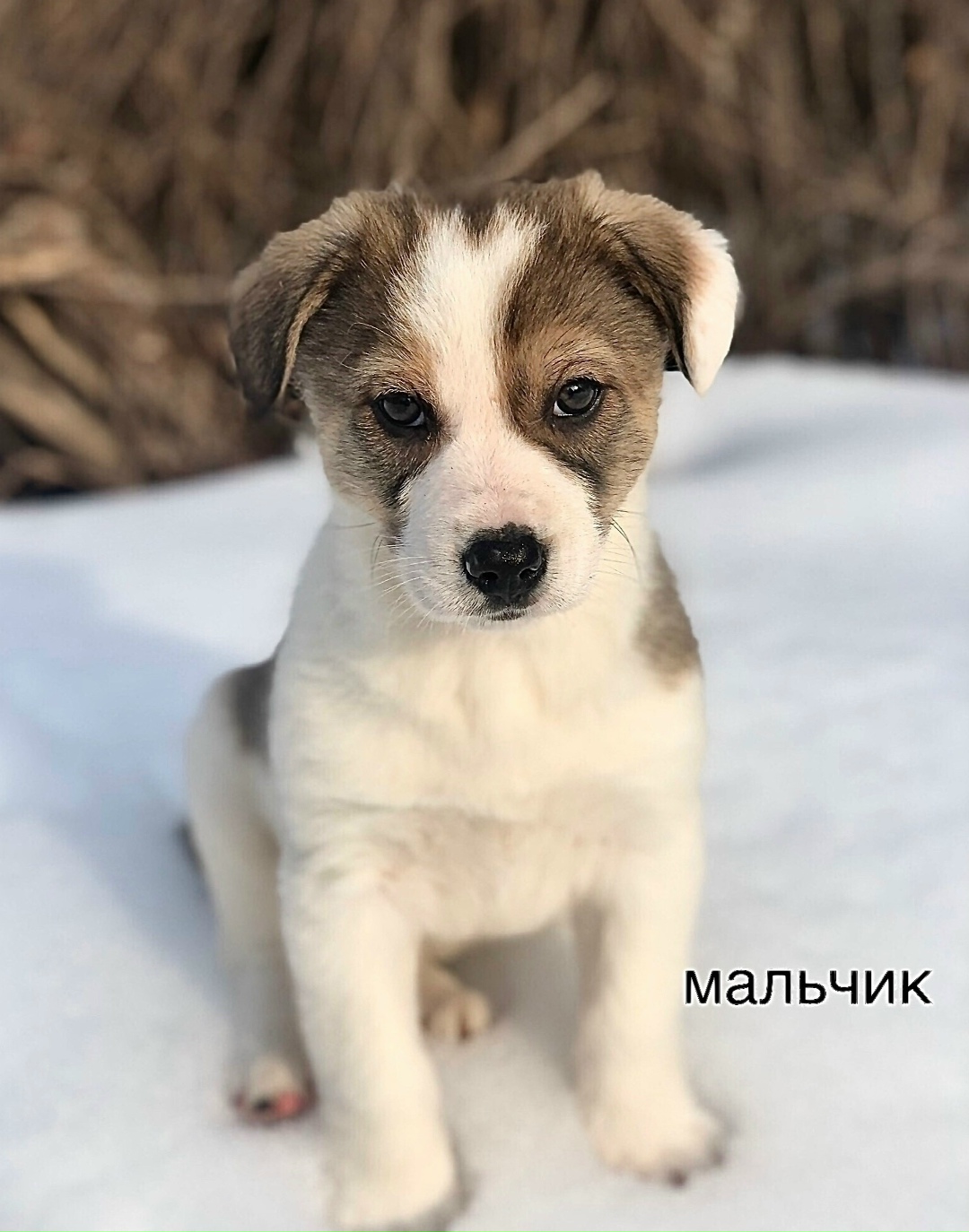 Найдена собака в Одинцове — фото объявления