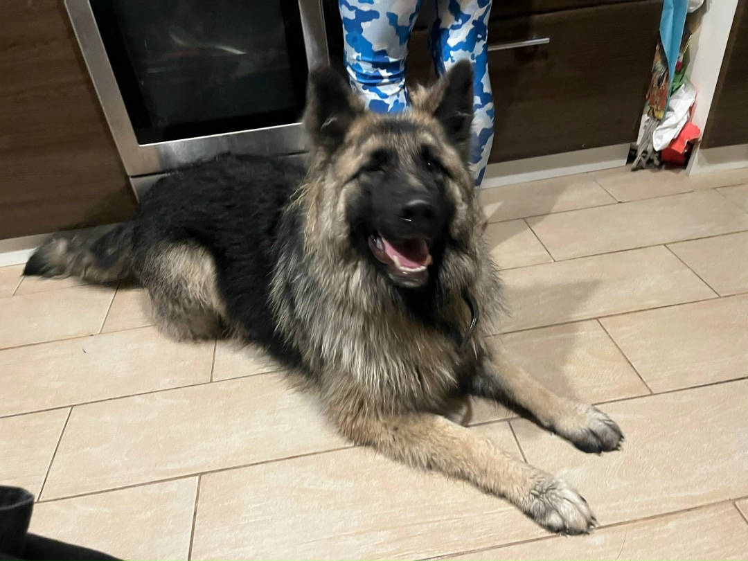 Найдена собака в Одинцове — фото объявления