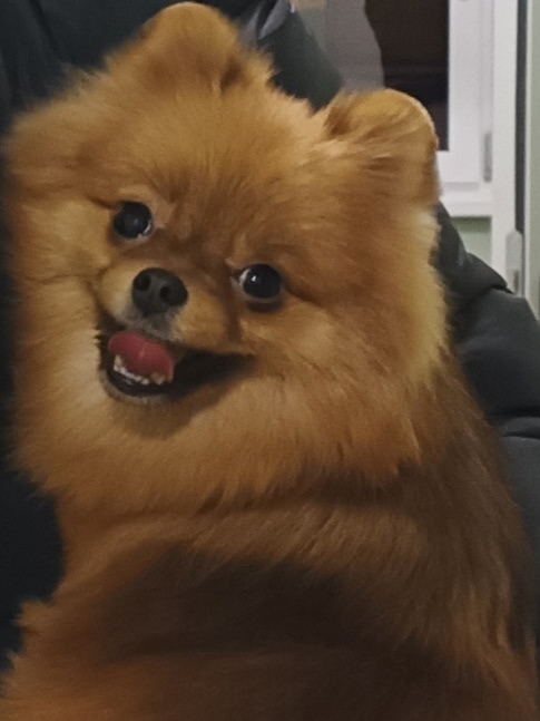 Пропала собака в Одинцове — фото объявления