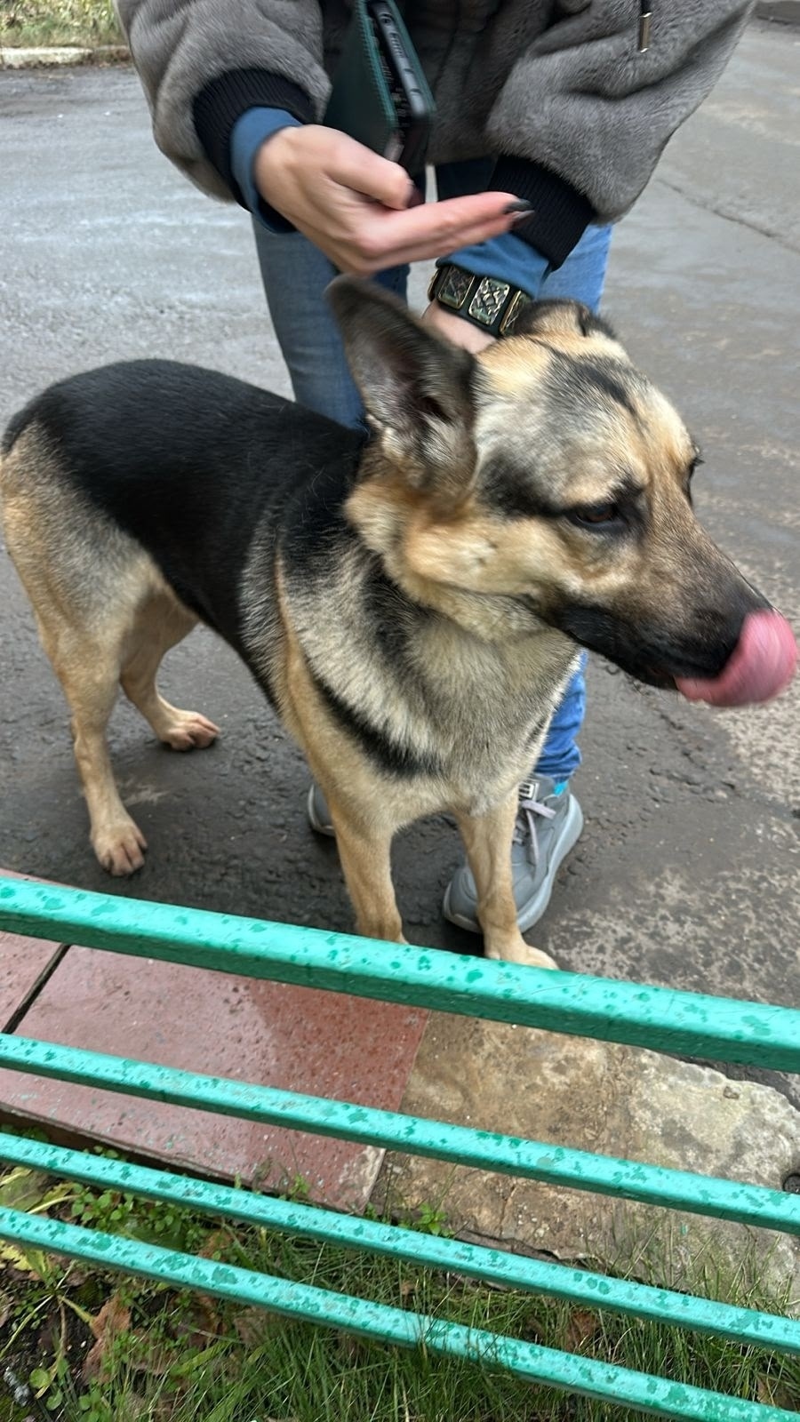 Найдена собака в Одинцове — фото объявления