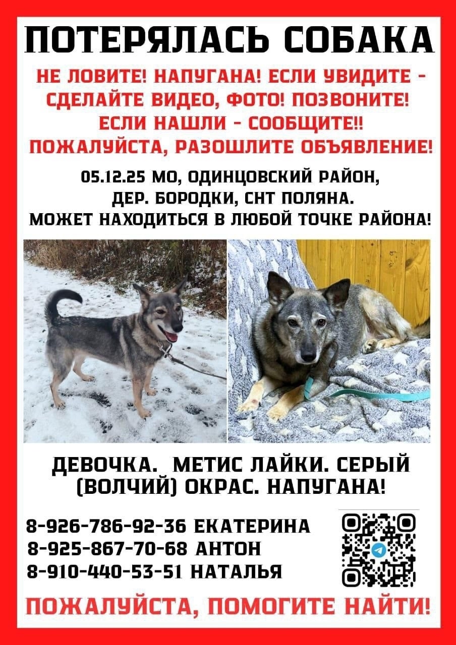Пропала собака в Одинцове — фото объявления