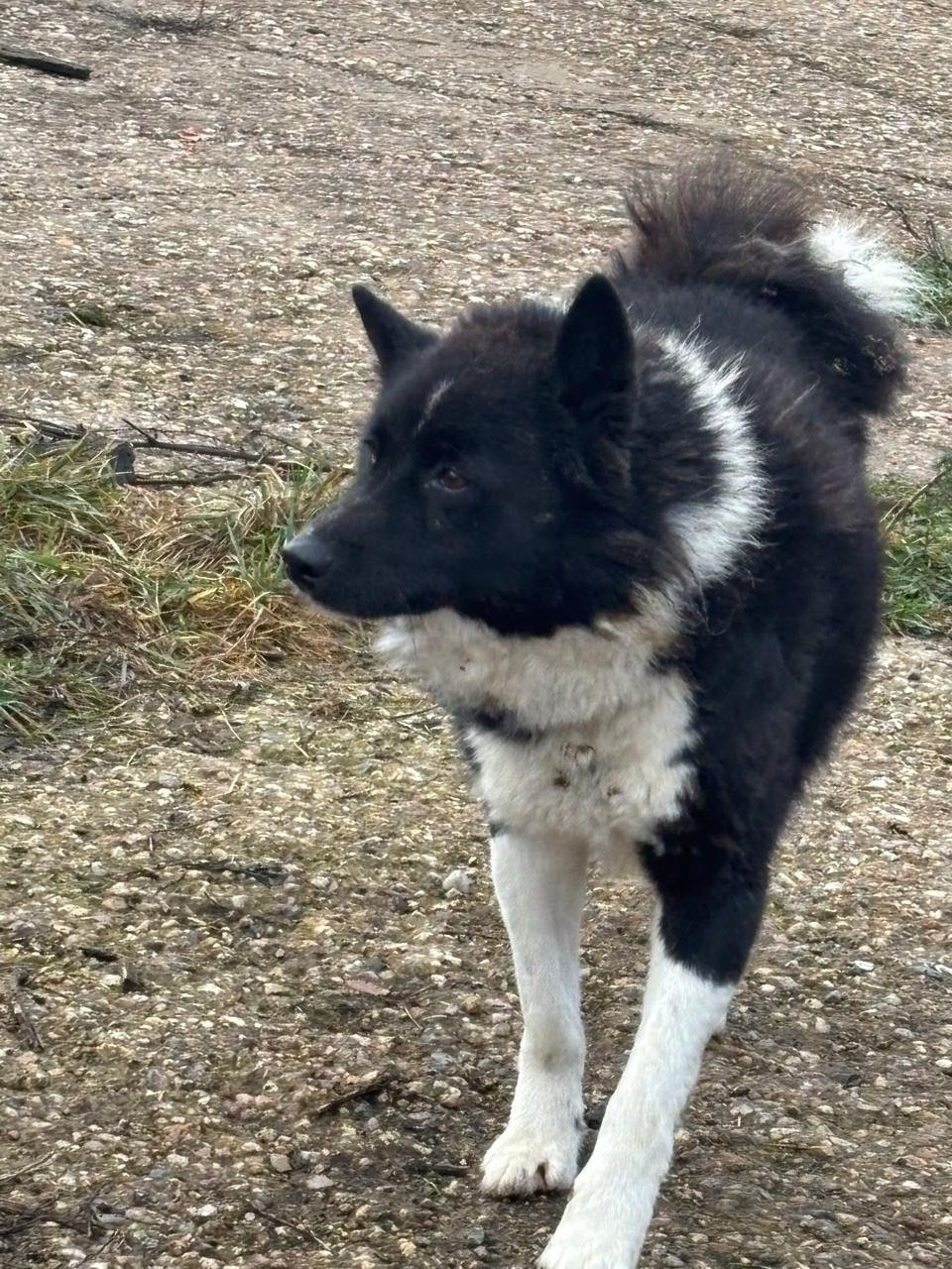 Найдена собака в Одинцове — фото объявления
