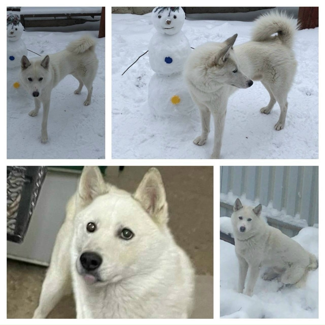 Пропала собака в Одинцове — фото объявления