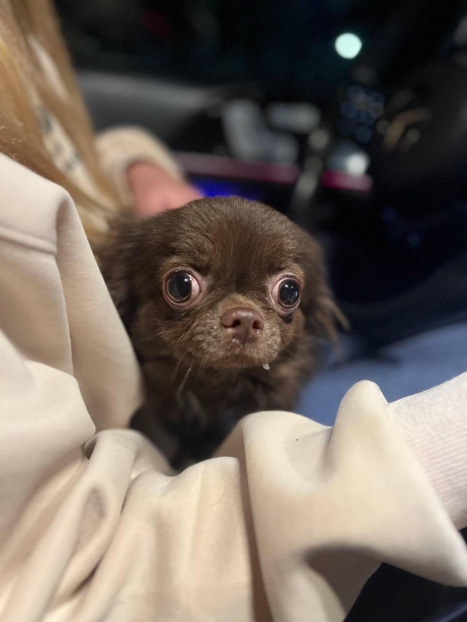 Найдена собака в Одинцове — фото объявления