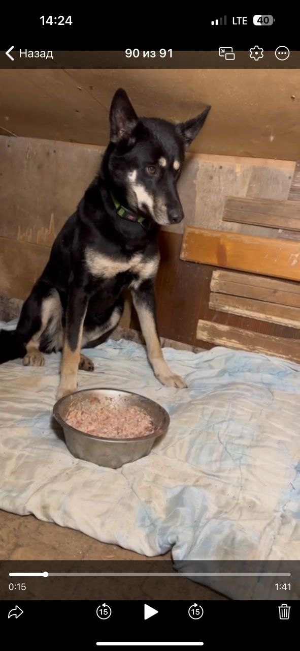 Найдена собака в Одинцове — фото объявления