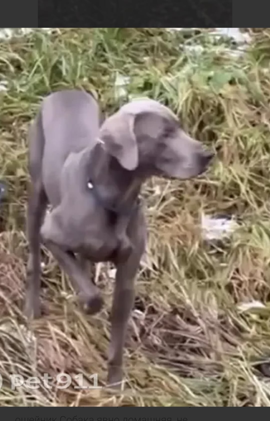 Найдена собака в Одинцове — фото объявления