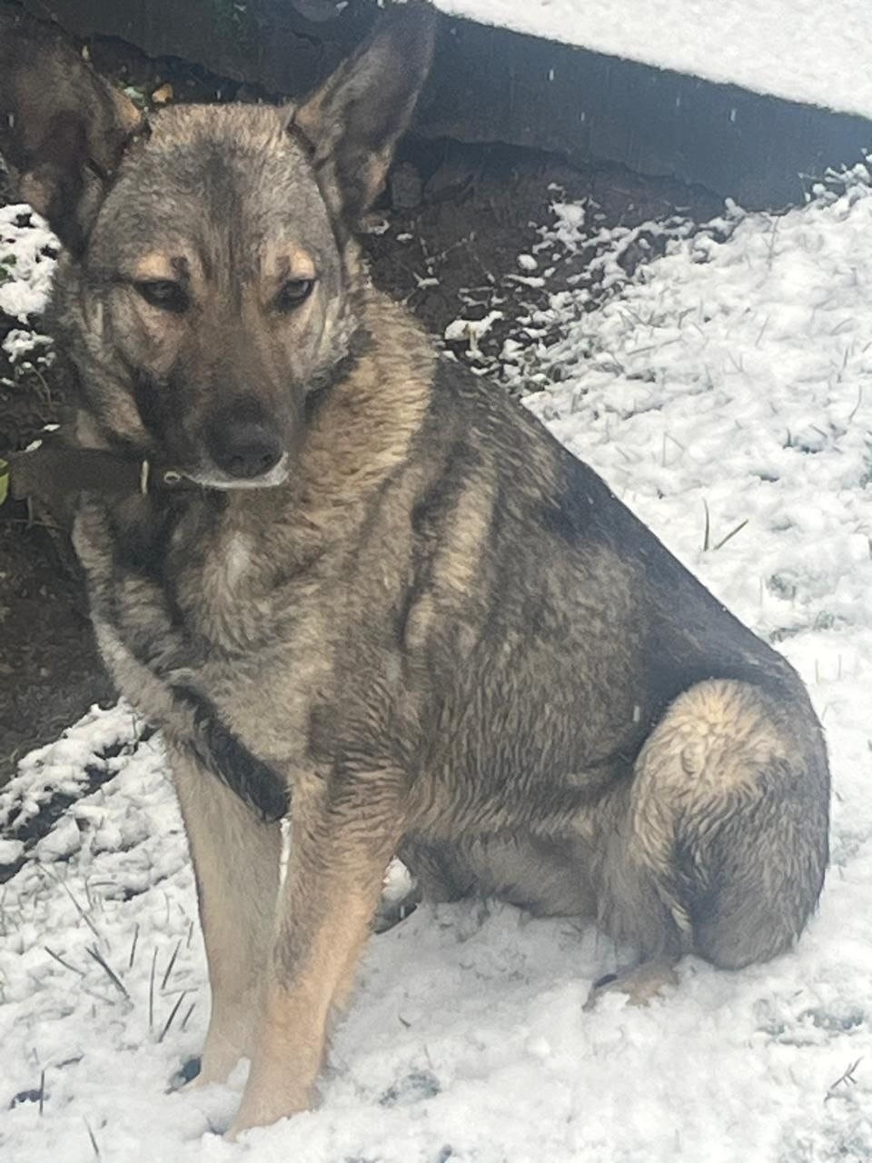 Найдена собака в Одинцове — фото объявления