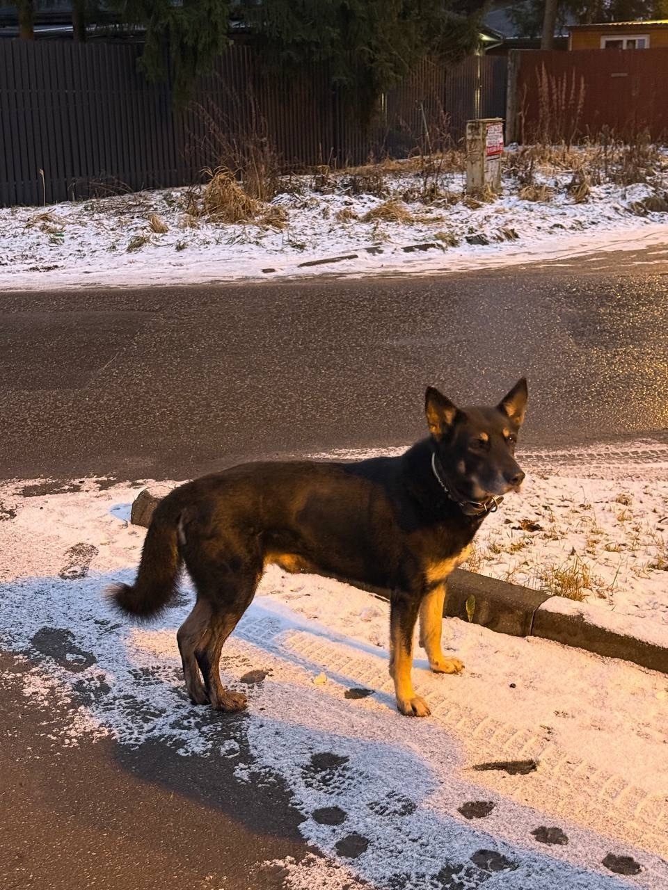 Пропала собака в Одинцове — фото объявления