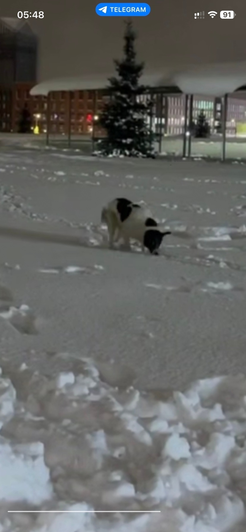 Пропала собака в Одинцове — фото объявления