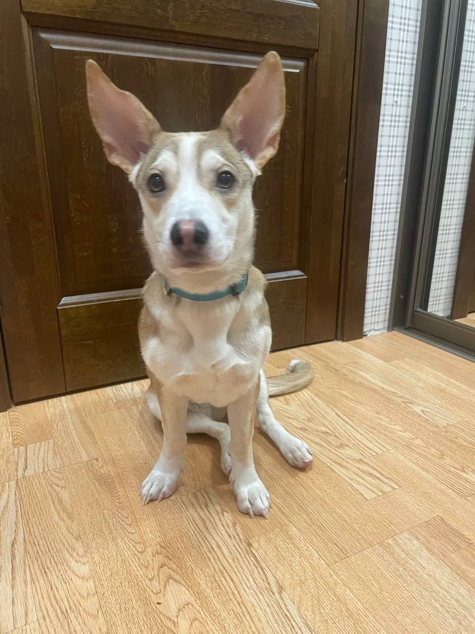 Найдена собака в Одинцове — фото объявления