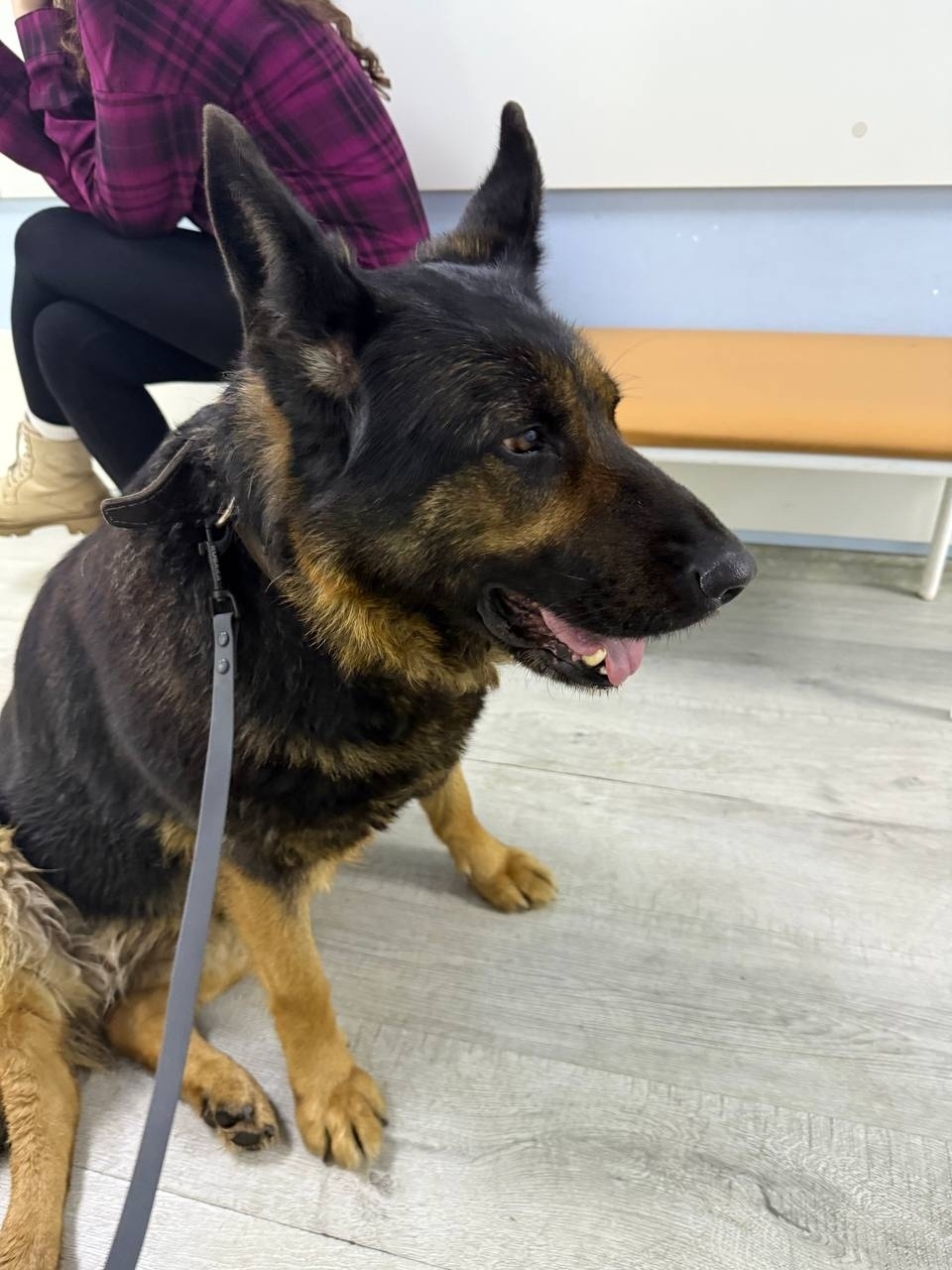 Найдена собака в Одинцове — фото объявления