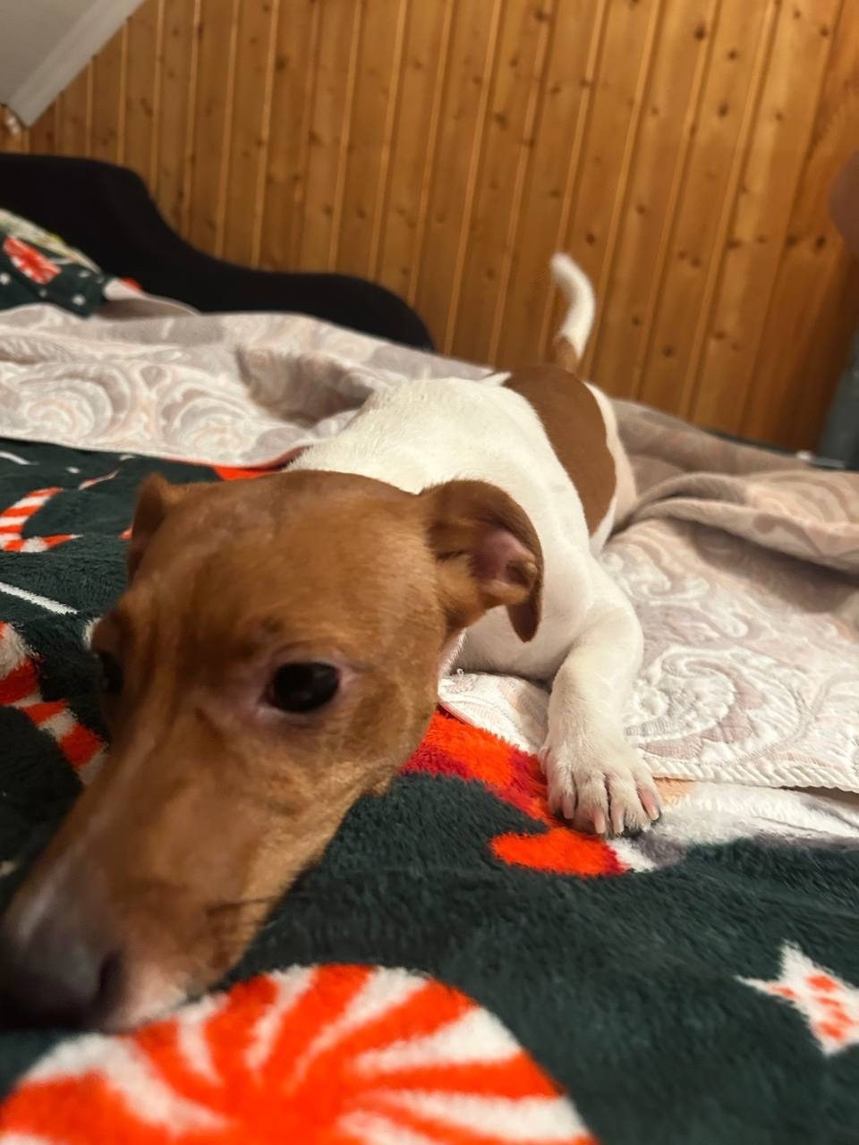 Пропала собака в Одинцове — фото объявления