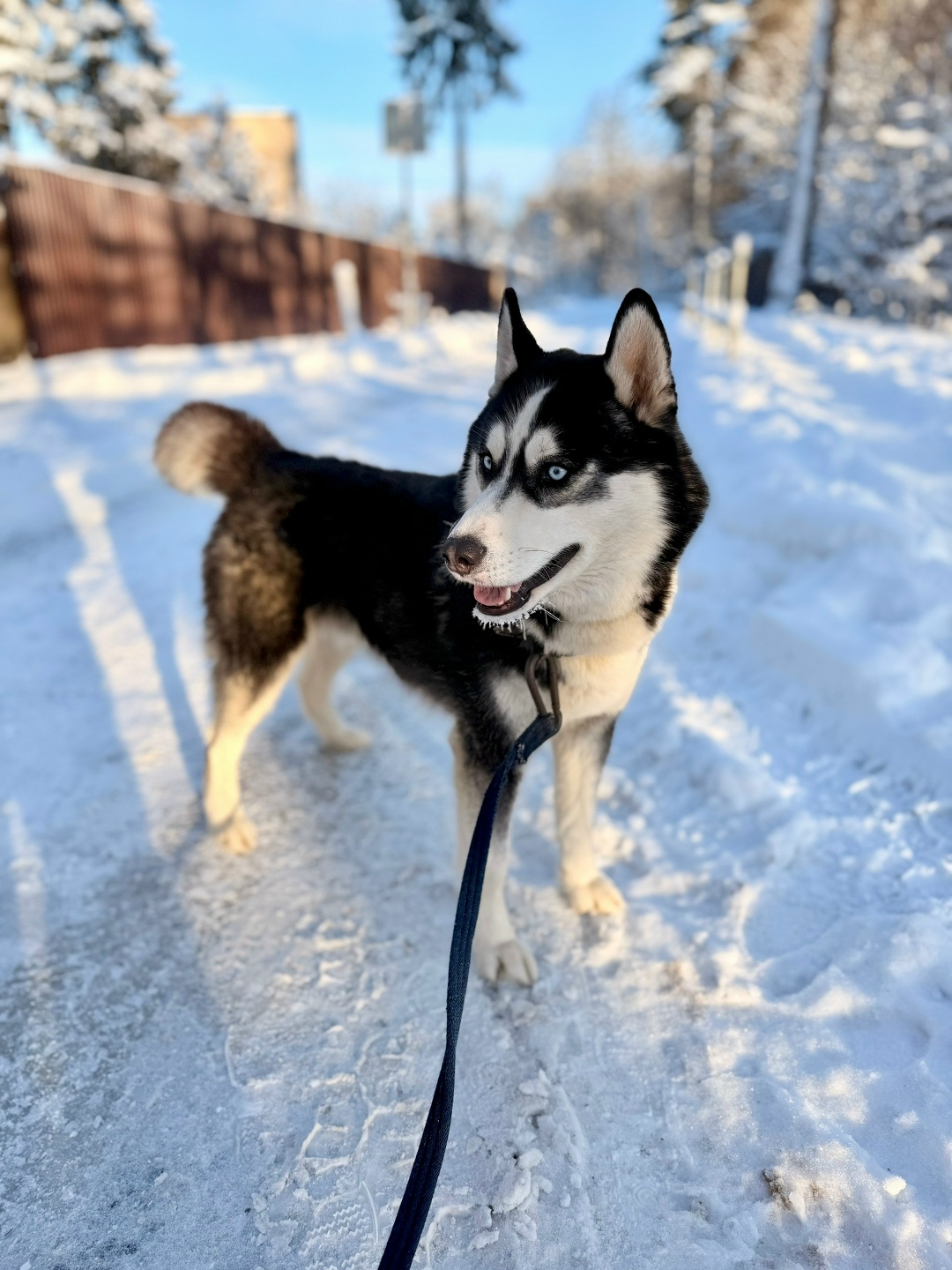 Найдена собака в Одинцове — фото объявления