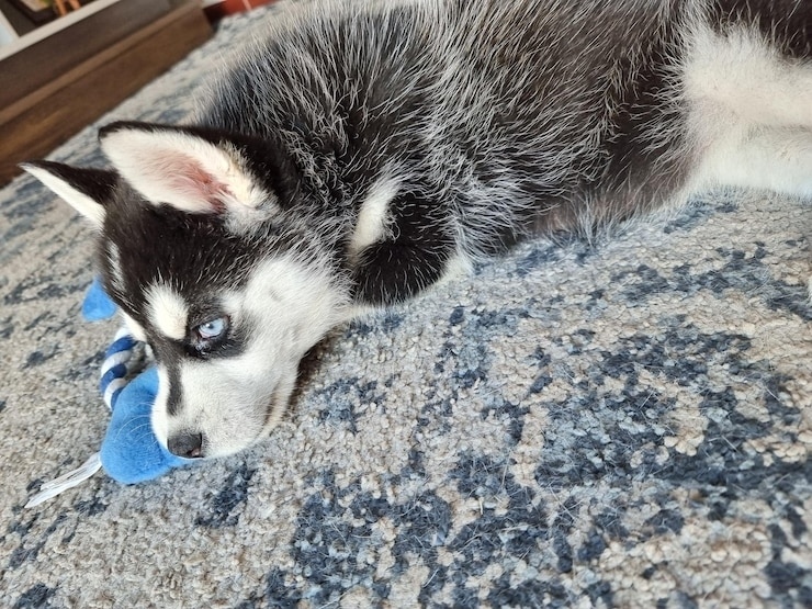 Пропала собака в Петрозаводске — фото объявления