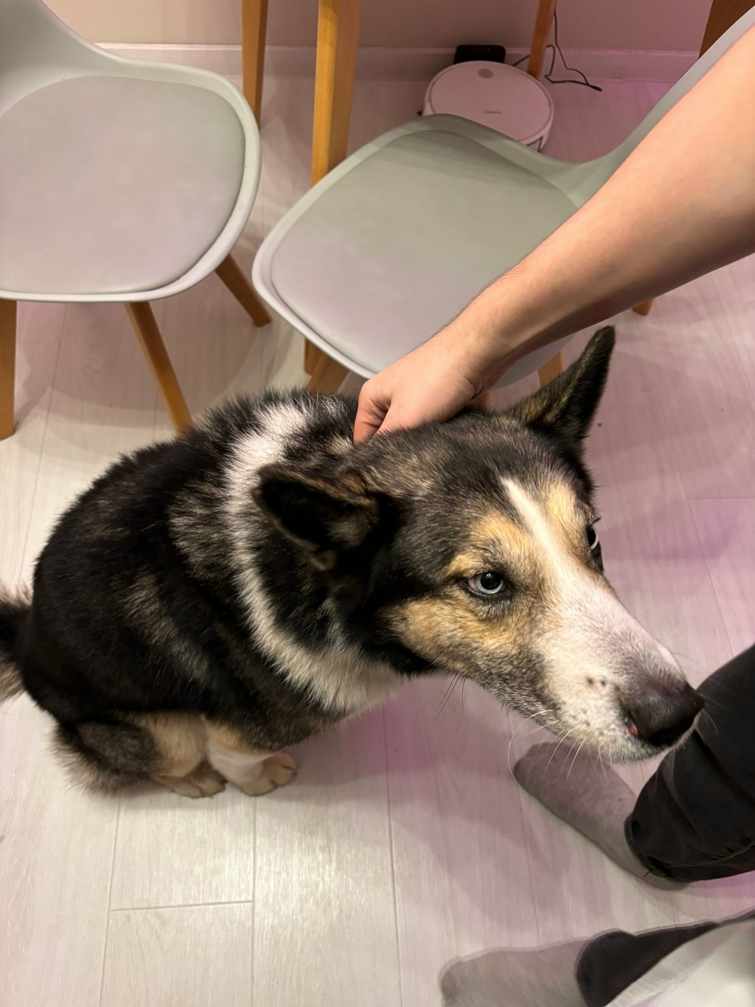 Найдена собака в Петрозаводске — фото объявления