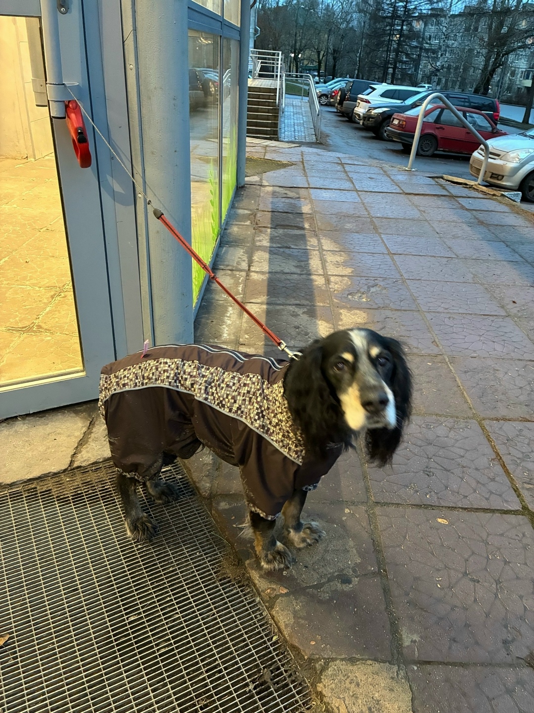 Найдена собака в Петрозаводске — фото объявления