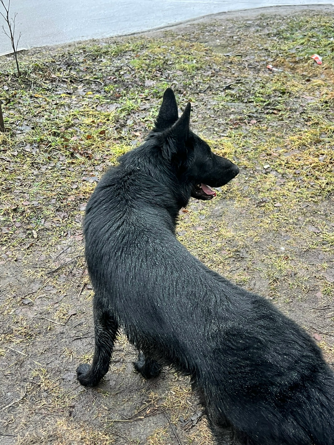 Найдена собака в Петрозаводске — фото объявления