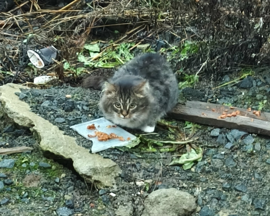 Пропала кошка в Петрозаводске — фото объявления