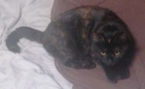 Найдена собака в Петрозаводске — фото объявления