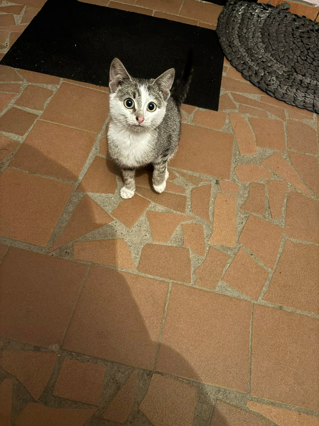 Найдена кошка в Петрозаводске — фото объявления