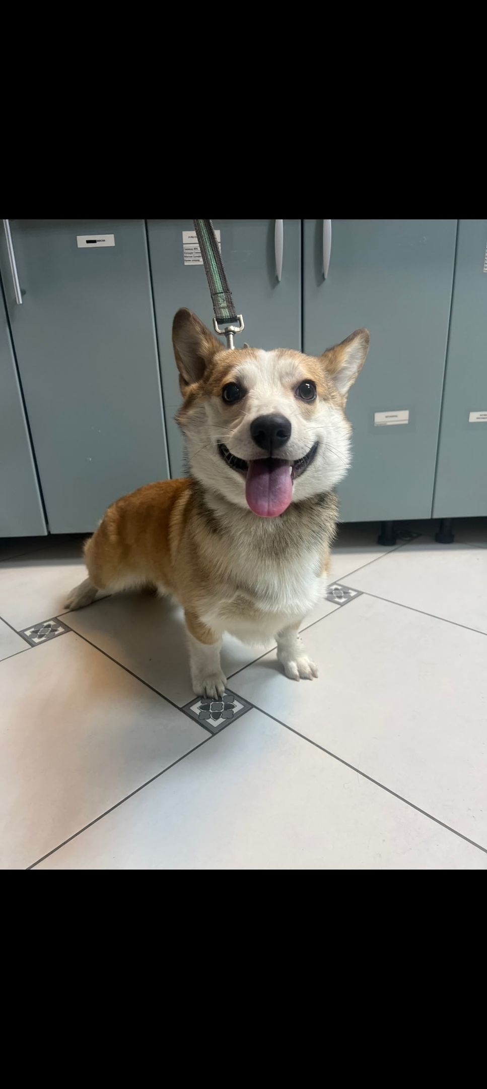 Найдена собака в Петрозаводске — фото объявления