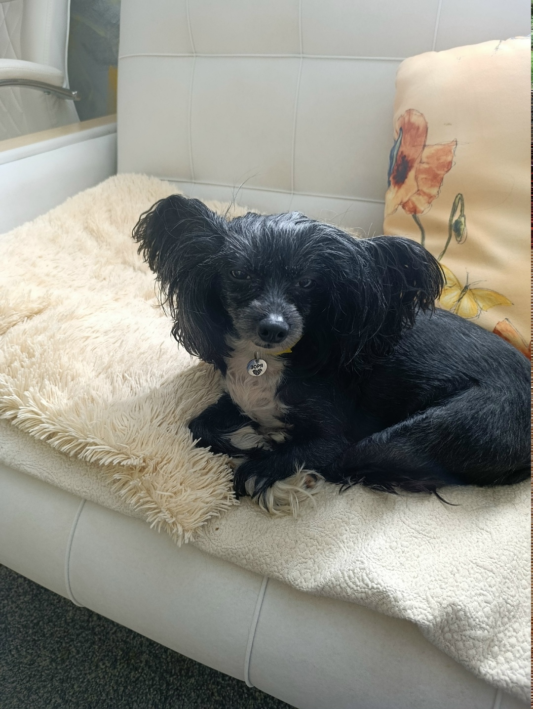 Пропала собака в Петрозаводске — фото объявления