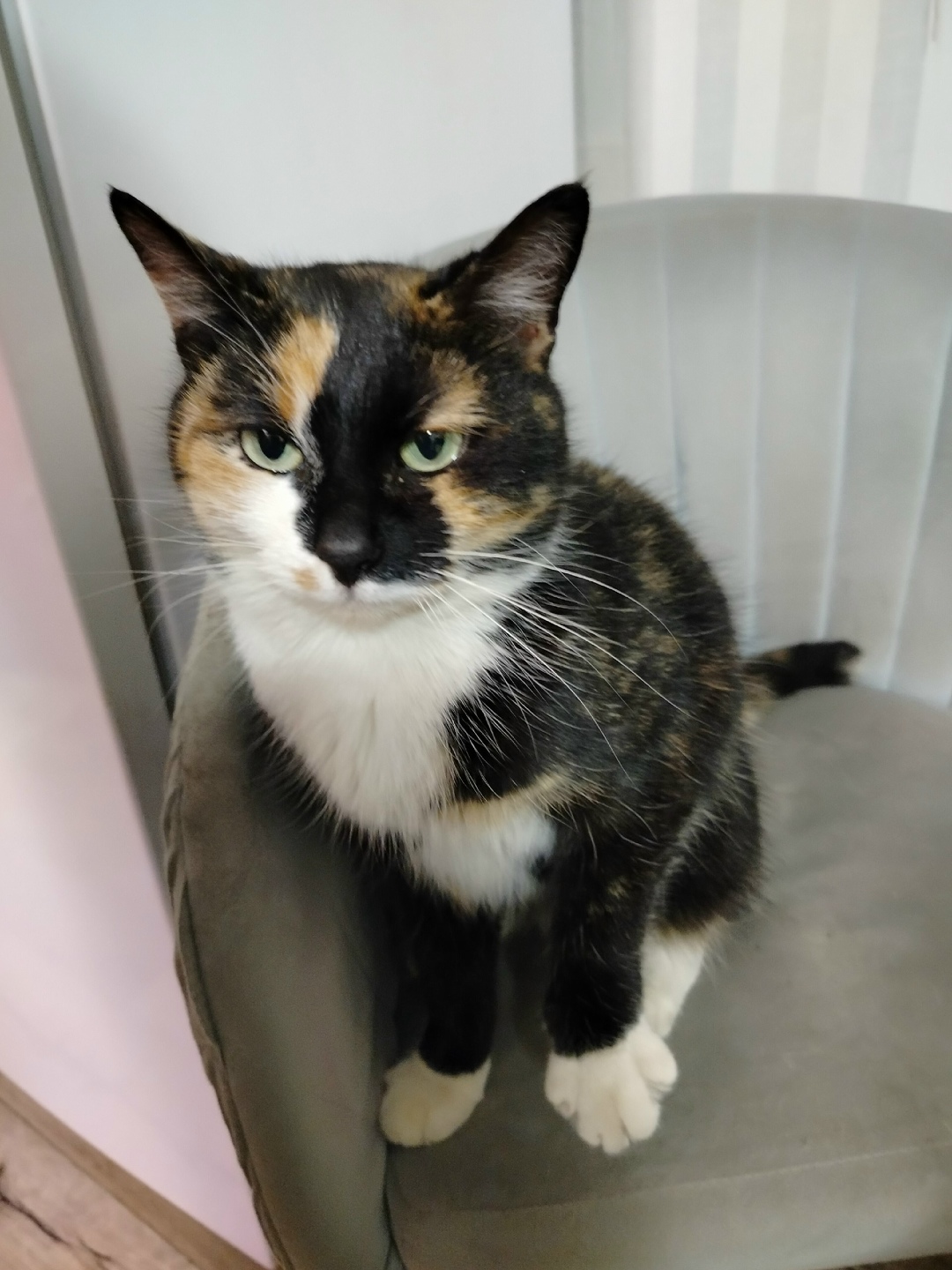 Найдена кошка в Петрозаводске — фото объявления