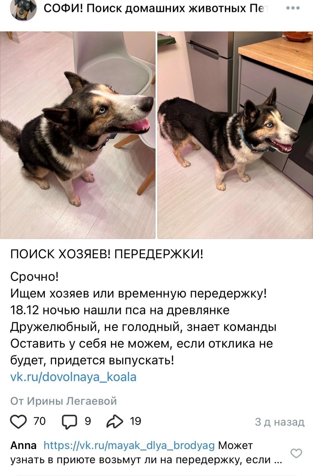 Найдена собака в Петрозаводске — фото объявления