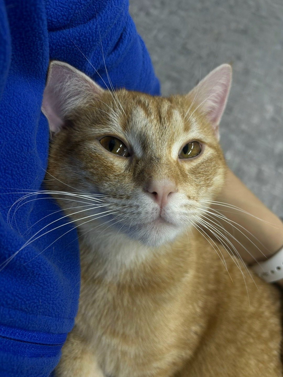 Найдена кошка в Петрозаводске — фото объявления