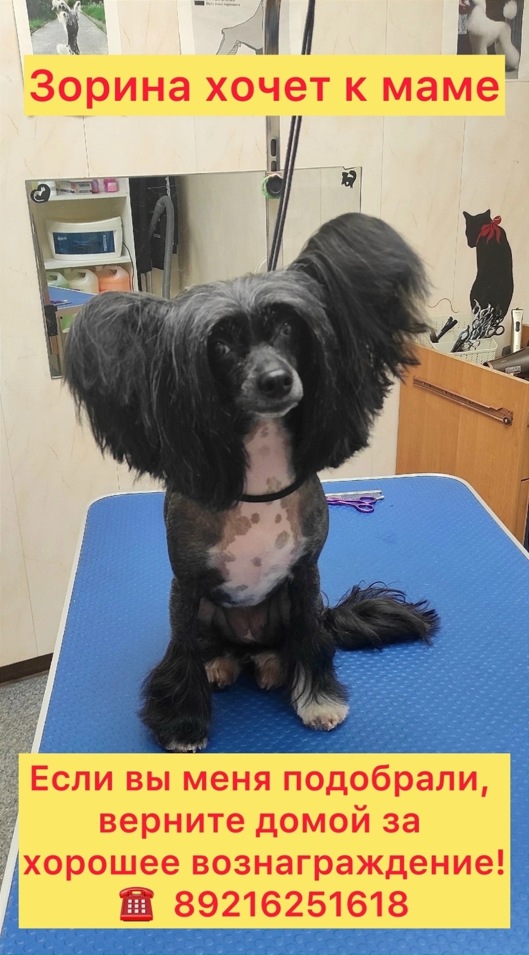 Пропала собака в Петрозаводске — фото объявления