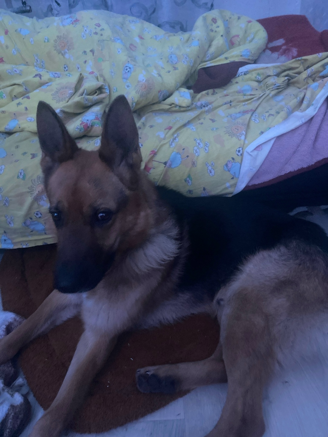 Найдена собака в Петрозаводске — фото объявления