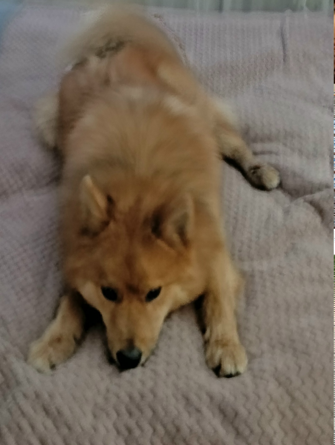 Найдена собака в Петрозаводске — фото объявления