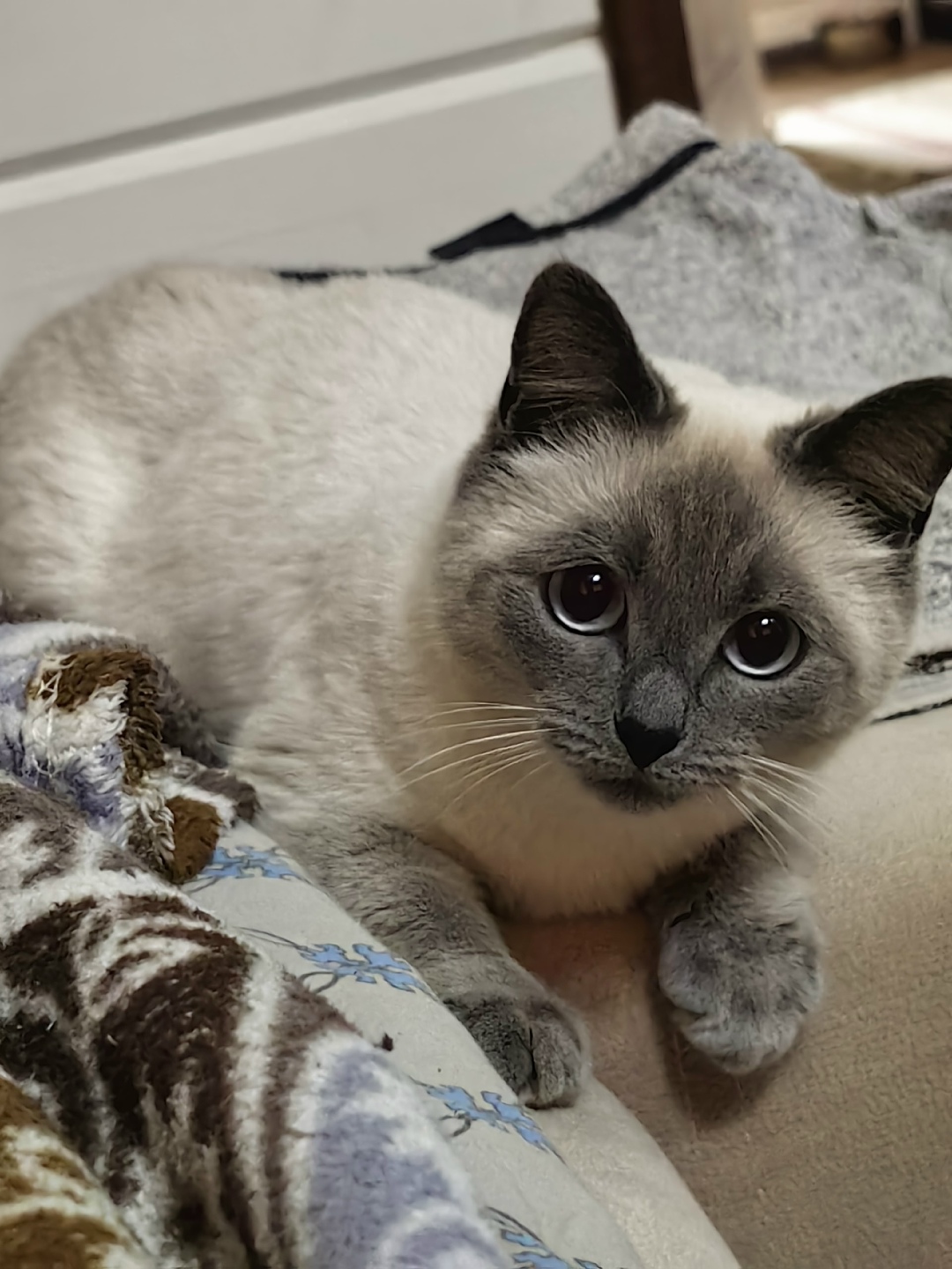 Пропала кошка в Петрозаводске — фото объявления